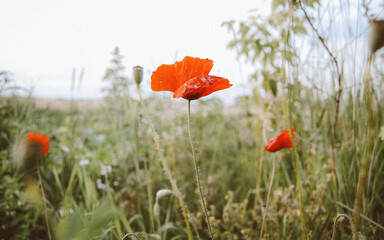 red poppy flowers