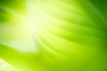 Nature of green leaf in garden at summer. Natural green leaves plants using as spring background cover page greenery environment ecology wallpaper