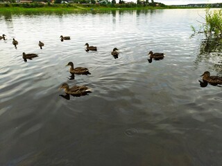 Wild ducks on the river water at sunset