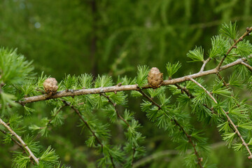 Der frische neue Zweig einer Lärche (lat. Larix decidua) - mit frischen Nadeln und Zapfen...