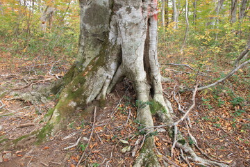 複雑な形状をした大木の根元部分