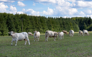 Fototapeta na wymiar vaches blonde d'Aquitaine écornées broute l'herbe