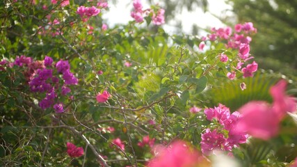 Fototapeta premium Blurred close up macro of colorful tropical flower in spring garden with tender petals among sunny lush foliage. Abstract natural exotic background with copy space. Floral blossom and leaves pattern.