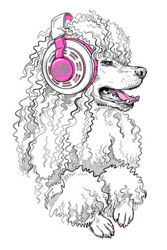 Cute poodle dog in headphones. Stylish image for printing on any surface