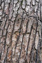 texture of rough tree bark, close up