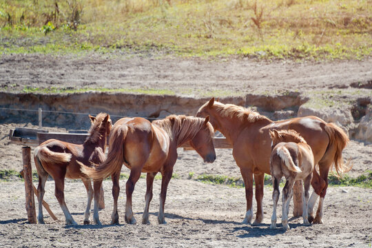 Horses on ranch. Four purebred chestnut horses eating hay. Foals and mares on the farm