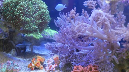 Species of soft corals and fishes in lillac aquarium under violet or ultraviolet uv light. Purple...