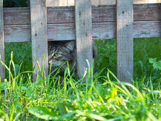 Cat peeking over the fence and green grass of a country house on a summer day