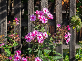 Fototapeta na wymiar Fuchsia phlox growing by the fence of a country house on a summer day