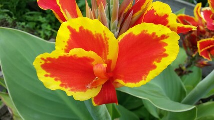 red and yellow canna