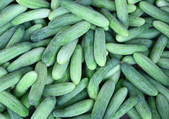 Cucumber background Cucumber harvest. vegetable for salad;Fresh cucumber in the field.