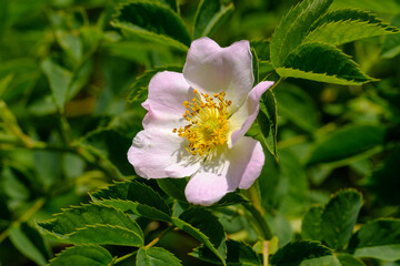 Die rosa-weiße Blüte der Heckenrose (lat. Rosa canina) im Frühling