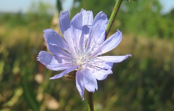 Beautiful blue chicory flower in the meadow