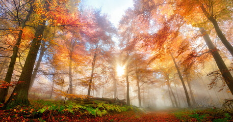 Sun rays in a misty forest in autumn