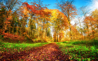 Forest path in vibrant autumn colors
