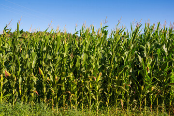 Obraz premium General shot of corn plantation with blue sky in the background, horizontal
