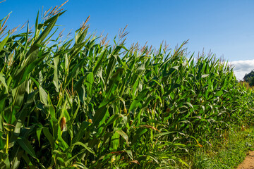 Obraz premium Side view of corn plantation with blue sky, in Cantabria, Spain, horizontal