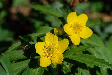 Zwei gelbe Blüten des Gelbes Windröschen (lat.: Anemone ranunculoides), eine Wildblume am Waldboden im Frühling