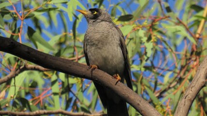 A bird - noisy miner