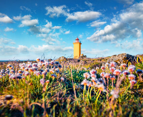 Marvelous morning view of Stafnesviti lighthouse. Blooming pink flowers on the  foreground. Wonderful summer scene of Iceland, Europe. Traveling concept background.