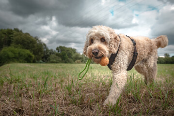 Hund mit Ball