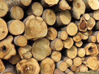 wooden log house, wood cut across the background, Wood cut across, bark beetle calamity