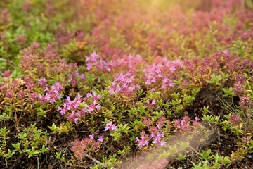 Obraz premium Floral background sunlight glade with purple flowers