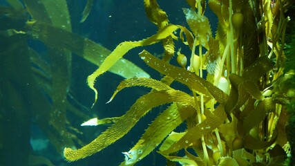 Light rays filter through a Giant Kelp forest. Macrocystis pyrifera. Diving, Aquarium and Marine...