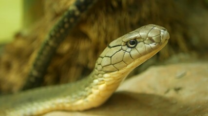 Majestic poisonous snake with light striped skin. Beautiful Monocled king cobra on rock in terrarium cage