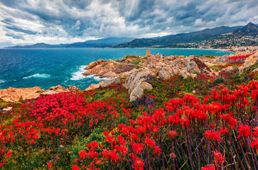 Blooming red flowers on de la Pietra cape with Genoise de la Pietra a L'ile-Rousse tower on...