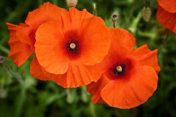Close-up of poppies on a green background