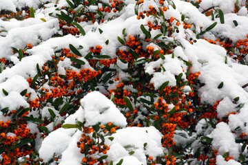 Vivid orange snow-covered berries of firethorn