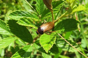 Tropical cockroach resting on leaves in Florida wild