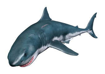 3D Rendering Shark on White