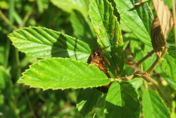 American cockroach on green leaf in Florida nature, closeup
