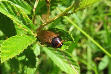 American cockroach on leaf in Florida nature, closeup