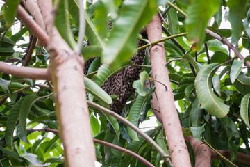 large wild honey bee comb on tree branch
