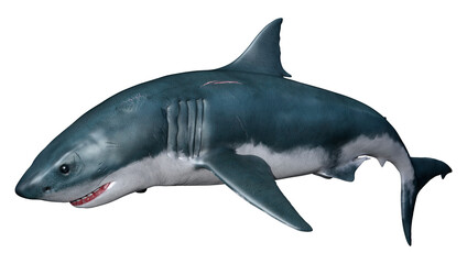 3D Rendering Shark on White