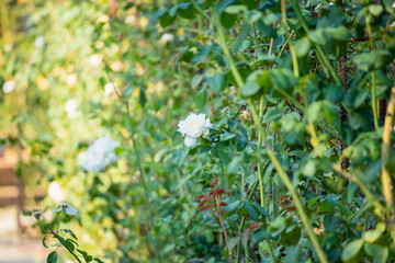 Beautiful white roses flower in the garden