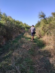 Fototapeta premium Homme qui cueille des mûres