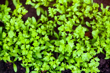 Obraz premium Green organic garden cress grows outdoors