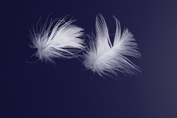 White Feathers Floating on Blue