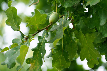 green young acorn on an oak tree among green leaves in the Park on an autumn day