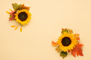 Beautiful fresh sunflowers with leaves on yellow background.