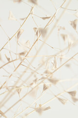 Little beige flower dry lady's-purse buds bouquet for romantic macro nature lovely wallpaper or invitation