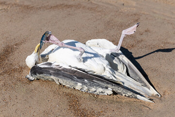 Fototapeta na wymiar Dead gull on a beach with a hook in its paw