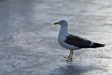 Common seagull on a concrete floor