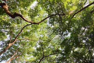Fototapeta premium The light shining down through the big tree in park
