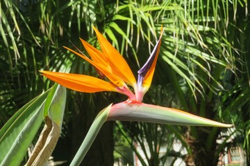 Beautiful exotic Bird of paradise flower in Florida zoological garden, closeup