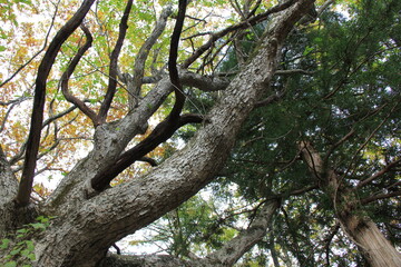 Fototapeta na wymiar 歪んだ枝を伸ばす木